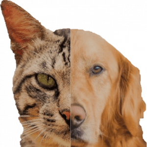 felin-canin-explore-et-nous-logo