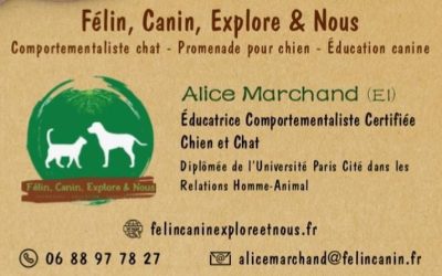 felin-canin-explore-et-nous-educateur-comportementaliste-chat-chien-alice-marchand-carte-de- visite
